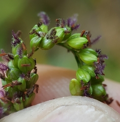 Paspalum mandiocanum