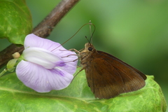Ancistroides nigrita