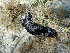 Holothuria atra