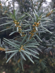 Taxus baccata