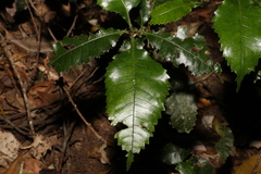 Pseudoweinmannia lachnocarpa