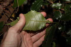 Pseudoweinmannia lachnocarpa