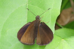Ancistroides nigrita