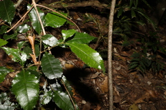 Pseudoweinmannia lachnocarpa