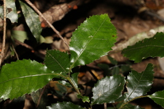 Pseudoweinmannia lachnocarpa