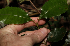 Pseudoweinmannia lachnocarpa