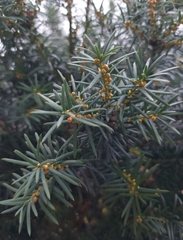 Taxus baccata