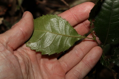 Pseudoweinmannia lachnocarpa