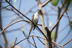 Pericrocotus divaricatus