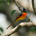 Small Minivet - Photo (c) Sam Hambly, some rights reserved (CC BY-NC), uploaded by Sam Hambly