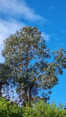 Eucalyptus cinerea