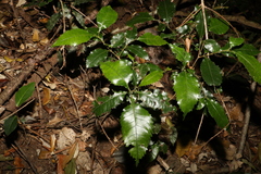 Pseudoweinmannia lachnocarpa