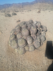 Copiapoa cinerascens