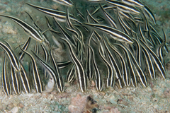 Striped Eel Catfish photo 5