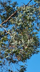 Eucalyptus cinerea