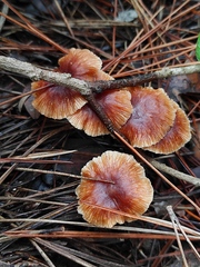 Gymnopus brassicolens