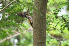 Dinopium javanense intermedium