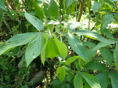 Flemingia macrophylla