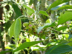 Flemingia macrophylla