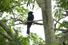 Dicrurus remifer tectirostris