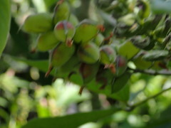 Flemingia macrophylla