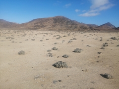 Copiapoa cinerascens