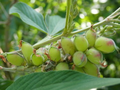 Flemingia macrophylla