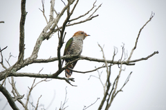 Chrysococcyx maculatus