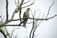 Chrysococcyx maculatus