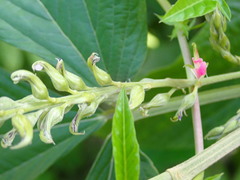 Flemingia macrophylla