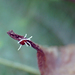 Typhula crassipes - Photo (c) Luis Ballester, some rights reserved (CC BY-NC), uploaded by Luis Ballester