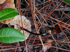 Gymnopus brassicolens