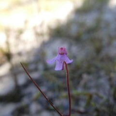 Utricularia tenella