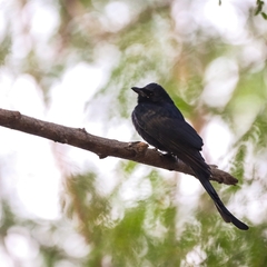 Dicrurus macrocercus