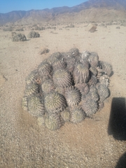 Copiapoa cinerascens