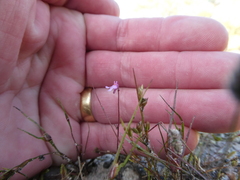Utricularia tenella