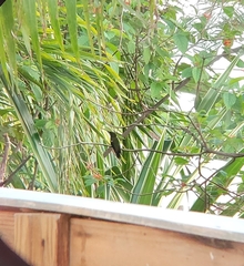 Anthracothorax dominicus