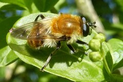 Criorhina floccosa