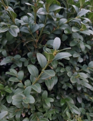 Buxus sempervirens