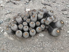 Copiapoa gigantea