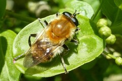 Criorhina floccosa