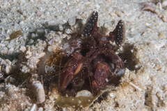 Lysiosquillina maculata