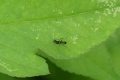 Odontomantis planiceps
