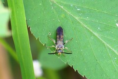 Campsomerinae