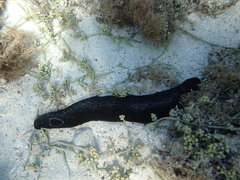 Holothuria atra