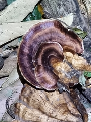 Microporus