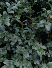 Buxus sempervirens