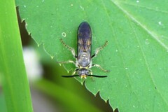 Campsomerinae