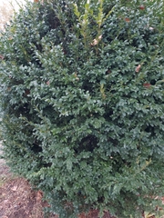 Buxus sempervirens