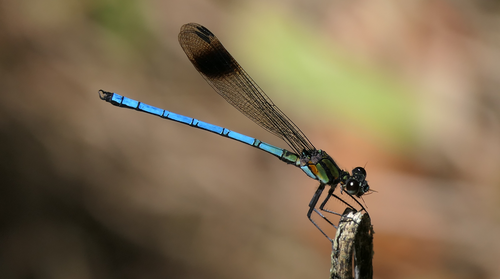 Diphlebia hybridoides Tillyard, 1912
